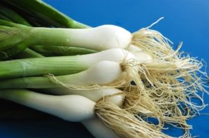 cipollotto