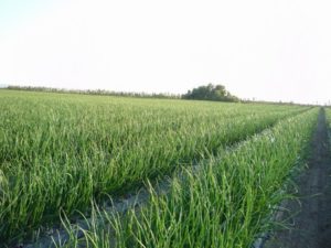 Il "Cipollotto Nocerino DOP", un'eccellenza campana