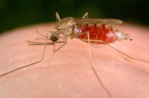 Malaria: Due nuovi casi a Napoli. Facciamo chiarezza.