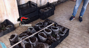 cannabis in salotto e terrazzo (2)