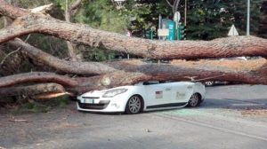 roma albero crolla su auto in centro