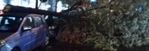 Cronaca di Napoli. Cade un albero zona Museo Archeologico