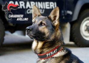 Solofra, unità cinofila dei Carabinieri in festa per i bimbi dell'ospedale Landolfi