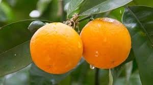 Dieta dopo-feste. Ecco come fare una spesa sana e intelligente