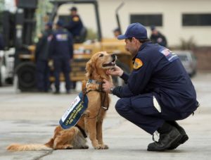 cani da salvataggio