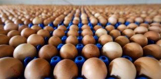 Allarme Salmonella nelle uova. Ritirati lotti dell'Avicola Agricola Bosi