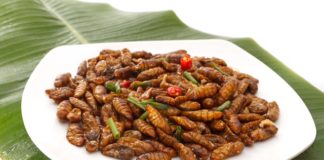 Novel food: gli insetti arrivano sulla tavola degli italiani.