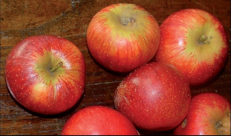 La mela annurca contro il colesterolo cattivo