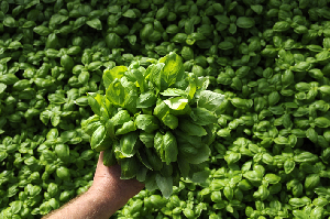 Il pesto può essere fatto anche senza sale. Ecco gli ingredienti