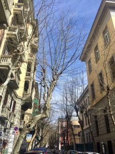 Napoli, Vomero: sfiorata la tragedia per un albero caduto in via Scarlatti