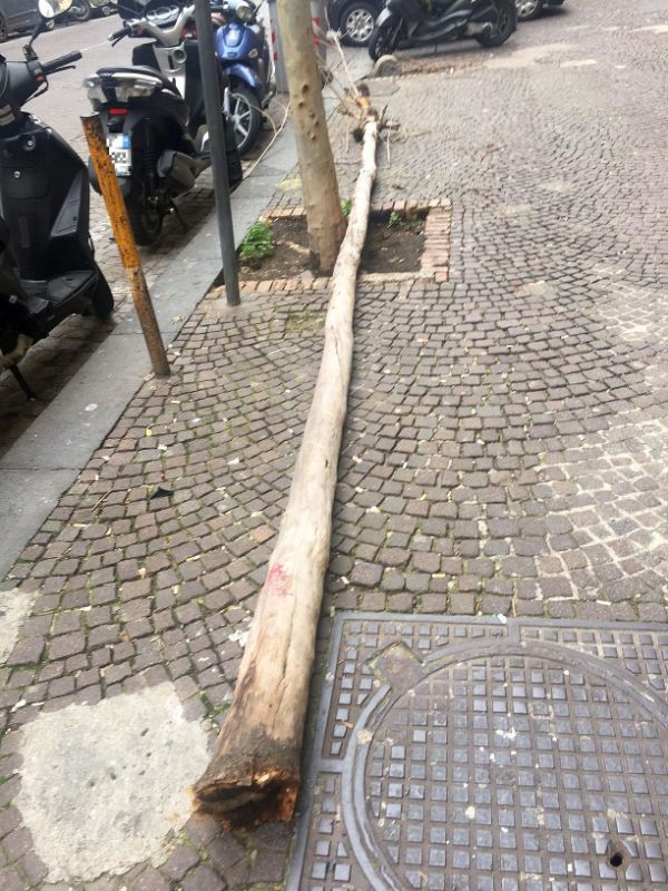 Napoli, Vomero: sfiorata la tragedia per un albero caduto in via Scarlatti
