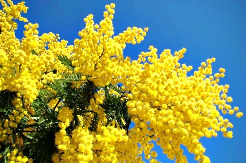 Frasi Festa da 2anews.it Frasi Festa della Donna 2025 ecco le dediche più belle per fare gli auguri