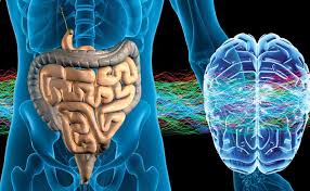La flora batterica intestinale protegge il fegato. Cosa Sapere