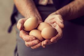Un uovo al giorno fa bene al sistema cardiovascolare