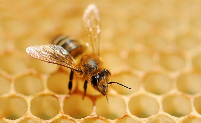 Punture di api, meduse e morsi di vipera: Come gestire l'avvelenamento