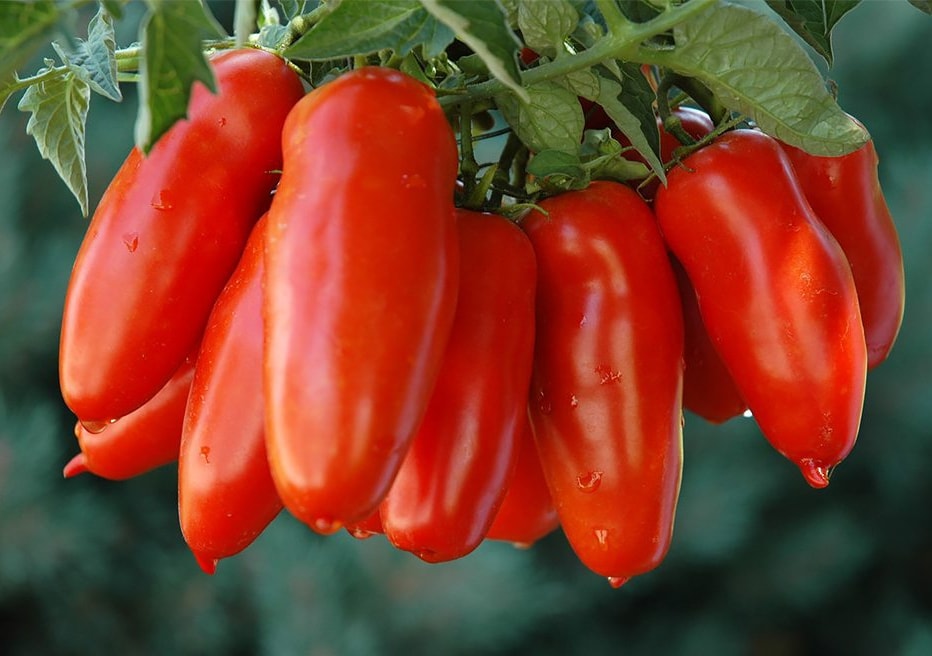 Scampia, apre il ristorante solidale: cena a un euro dedicata al pomodoro