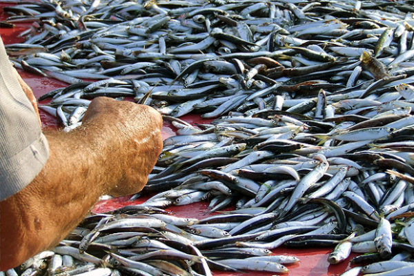 Il pescato di stagione fa bene alla salute ed alla tasca