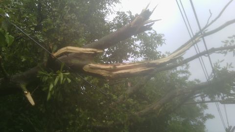 Circumvesuviana, albero cade su treno: parabrezza distrutto