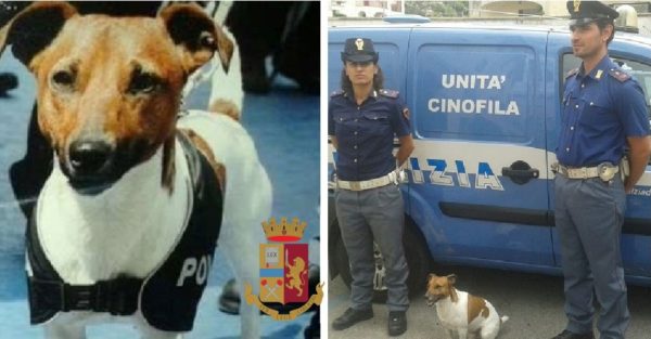 Capri: controlli e arresti per droga con l’aiuto di “Pocho” Capri: controlli e arresti per droga con l’aiuto di “Pocho”