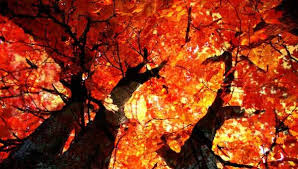 Equinozio d'autunno, l'estate finirà il 23 settembre Equinozio d'autunno, l'estate finirà il 23 settembre