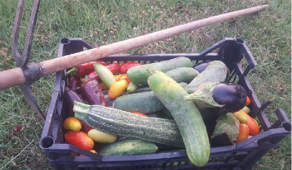 Agraria, i giovani italiani tornano nei campi ed il futuro si tinge di verde