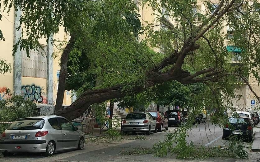 Comune di Napoli, 1700 alberi a rischio sono da abbattere