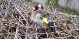 Cites contro il bracconaggio: Scoperti 9 cani con la coda tagliata