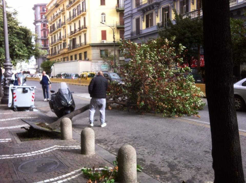 Maltempo a Napoli, alberi spazzati via dal forte vento in tutta la città