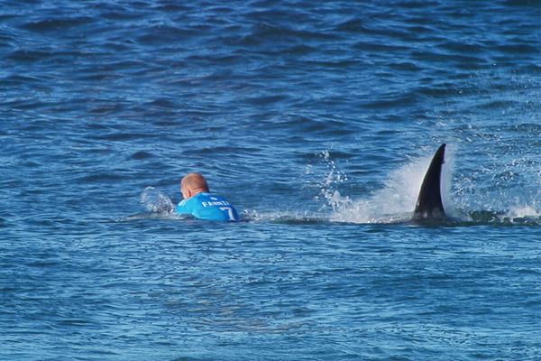 Australia, teenager assalito da 12 squali: è grave