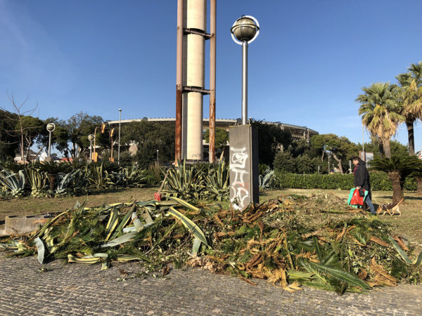 Fuorigrotta: a piazzale Tecchio 60 volontari in campo per la cura del verde Fuorigrotta: a piazzale Tecchio 60 volontari in campo per la cura del verde