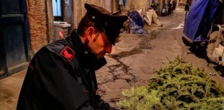 Ritrovato l'albero di Natale della Galleria Umberto rubato dalla babygang