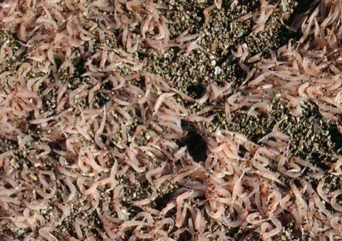 San Montano a Ischia: il mistero di migliaia di gamberetti morti sulla spiaggia