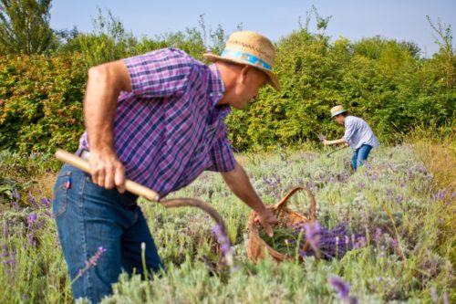 Allergie in primavera: Rimedi naturali per ridurre l'infiammazione