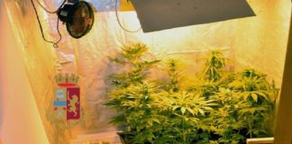 Torre Del Greco: Scoperta una coltivazione casalinga di piante di marijuana. Arrestato 45enne