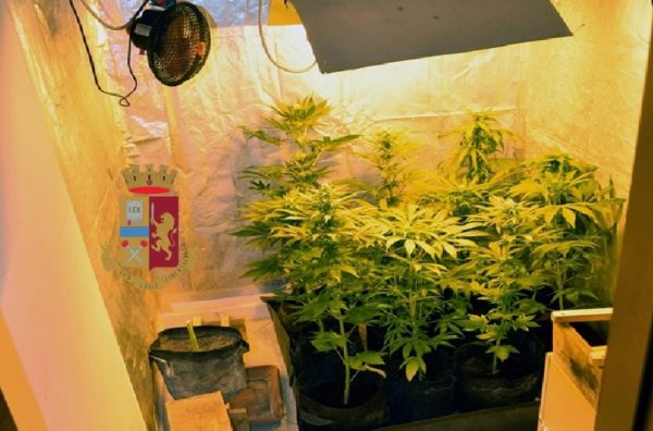 Torre Del Greco: Scoperta una coltivazione casalinga di piante di marijuana. Arrestato 45enne