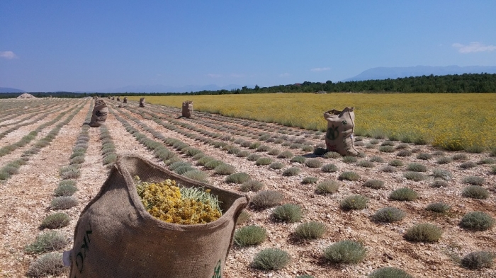 Allergie in primavera: Rimedi naturali per ridurre l'infiammazione