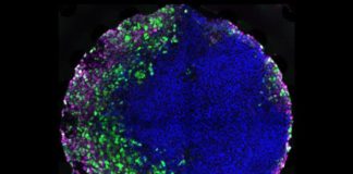Cellule embrionali umane su chip per studiare i farmaci