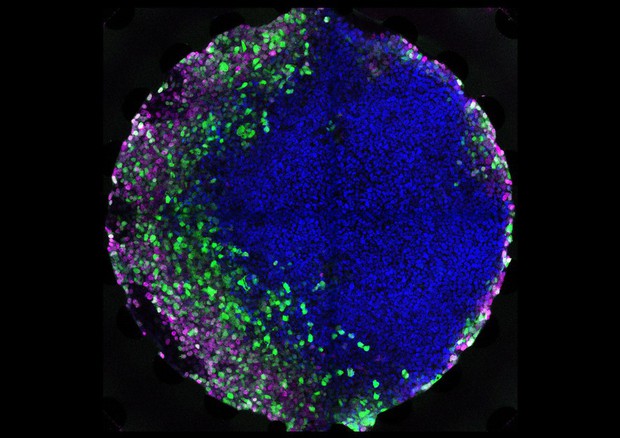 Cellule embrionali umane su chip per studiare i farmaci