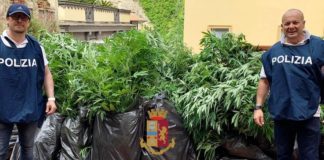 Cronaca di Napoli: Coltiva marijuana in via Tasso. Denunciato 49enne e sequestrate 117 piante