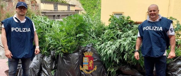 Cronaca di Napoli: Coltiva marijuana in via Tasso. Denunciato 49enne e sequestrate 117 piante