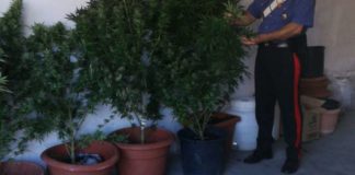 Pontelandolfo, cannabis coltivata ad uso familiare: tre denunce