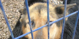 Orrore a Fuorigrotta e Soccavo: 2 cani maltrattati e abbandonati