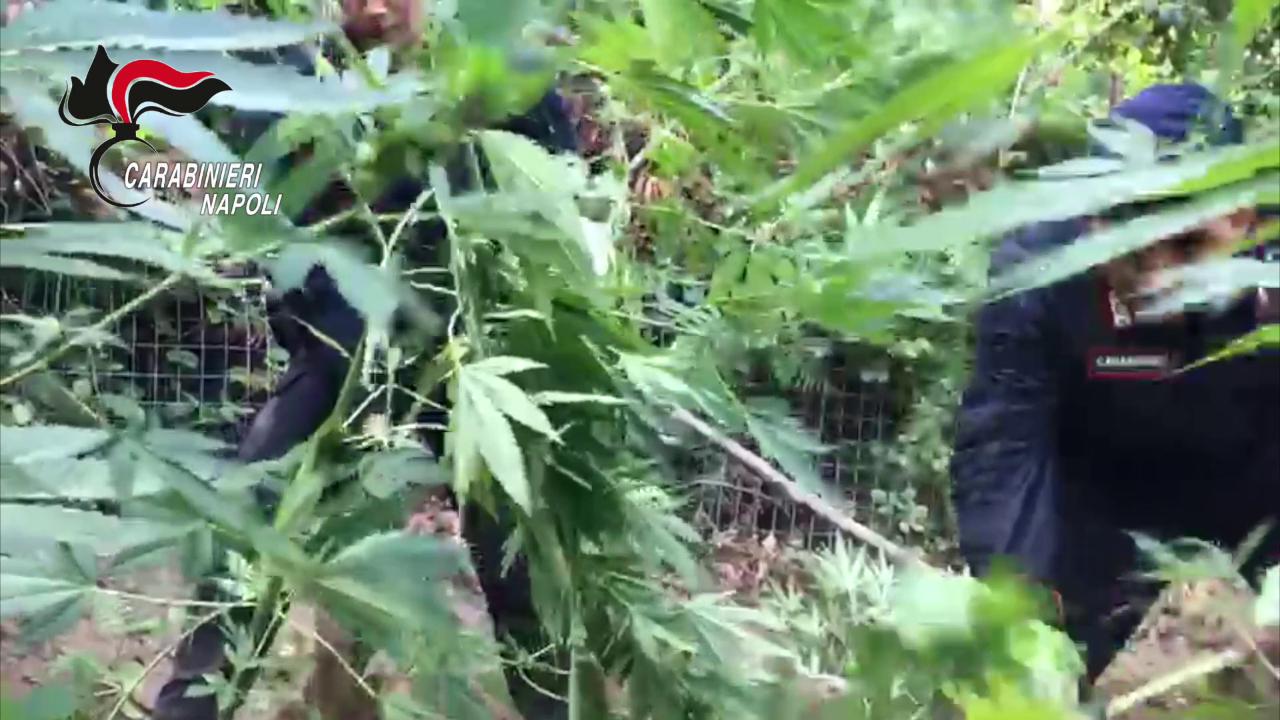 Droga sui Monti Lattari, estirpate 1563 piante di cannabis a Casola