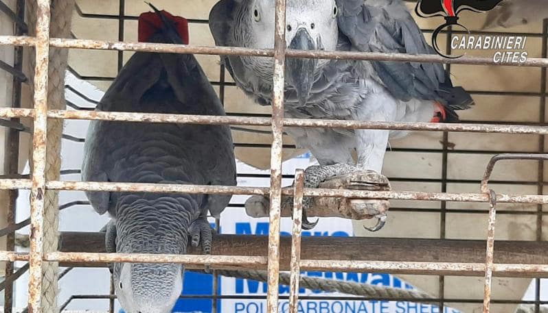 Procida, pappagalli in gabbia troppo piccola: denunciato il titolare di un lido