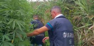 Nola, GdF sequestra estesa piantagione di cannabis: cinque denunciati