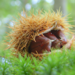 castagne