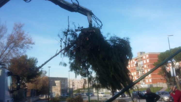 Ponticelli: Rimosso l'albero che si era abbattuto sulla scuola in via Manlio Rossi