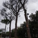 Posillipo, Parco Virgiliano: decisi gli interventi gli interventi