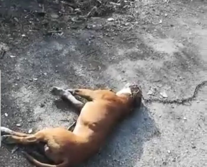 Mondragone, un cane è stato legato e trascinato da un’auto: morto