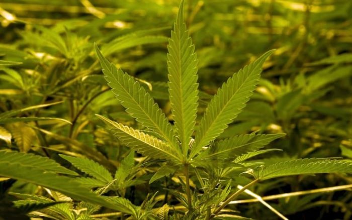Cassazione: coltivare cannabis in casa non è un reato